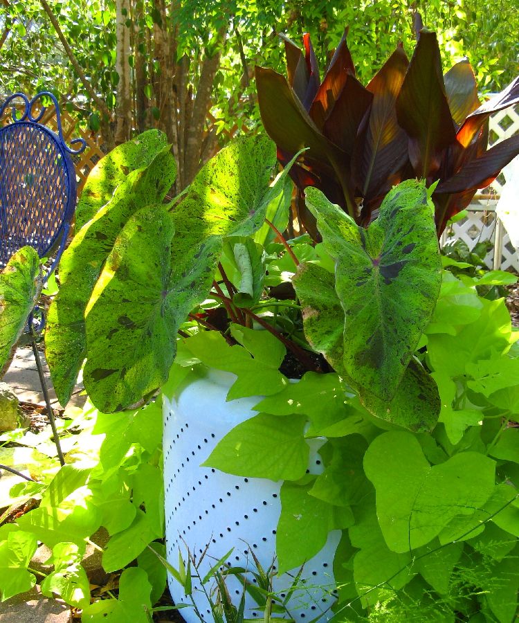 photo AEESweetPotato_2826.jpg